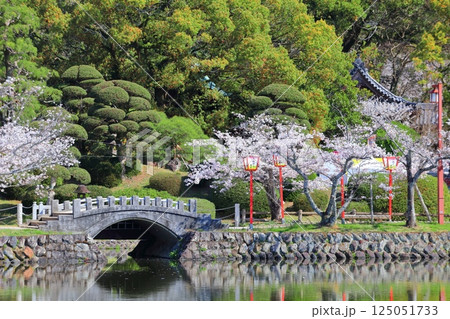 【佐賀県】晴天の小城公園の満開の桜 125051733