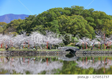 【佐賀県】晴天の小城公園の満開の桜 125051737