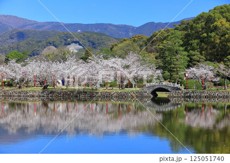 【佐賀県】晴天の小城公園の満開の桜 125051740