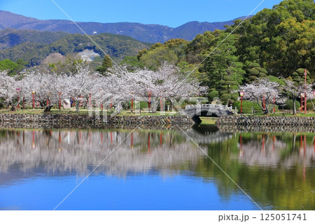 【佐賀県】晴天の小城公園の満開の桜 125051741