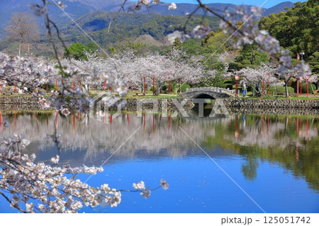 【佐賀県】晴天の小城公園の満開の桜 125051742