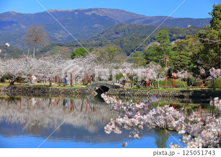 【佐賀県】晴天の小城公園の満開の桜 125051743