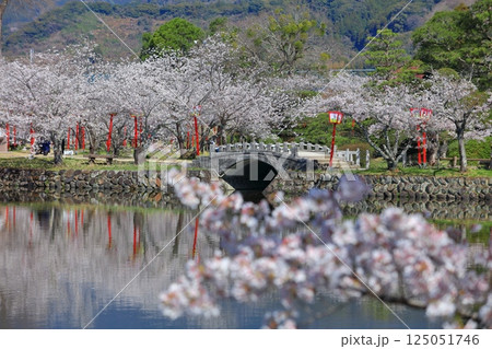 【佐賀県】晴天の小城公園の満開の桜 125051746