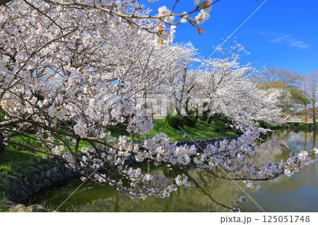 【佐賀県】晴天の小城公園の満開の桜 125051748