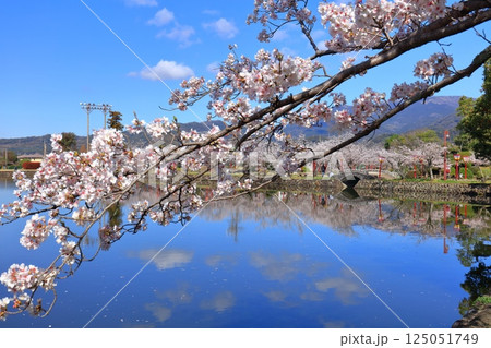 【佐賀県】晴天の小城公園の満開の桜 125051749