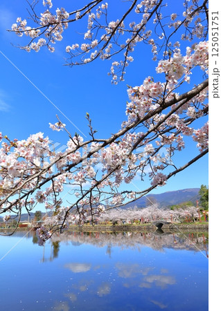 【佐賀県】晴天の小城公園の満開の桜 125051751
