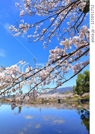 【佐賀県】晴天の小城公園の満開の桜 【佐賀県】晴天の小城公園の満開の桜 125051752