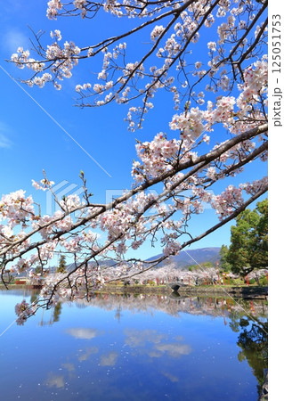 【佐賀県】晴天の小城公園の満開の桜 125051753