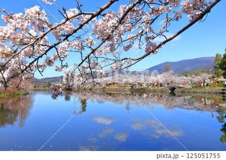 【佐賀県】晴天の小城公園の満開の桜 125051755