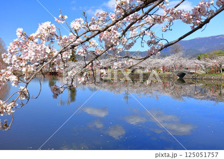 【佐賀県】晴天の小城公園の満開の桜 125051757