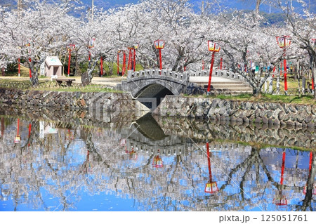 【佐賀県】晴天の小城公園の満開の桜 125051761