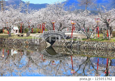 【佐賀県】晴天の小城公園の満開の桜 125051762