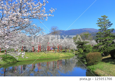 【佐賀県】晴天の小城公園の満開の桜 【佐賀県】晴天の小城公園の満開の桜 125051766