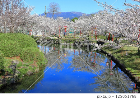【佐賀県】晴天の小城公園の満開の桜 125051769