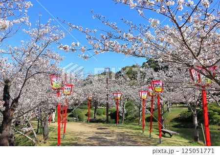 【佐賀県】晴天の小城公園の満開の桜 125051771