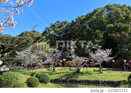 【佐賀県】晴天の小城公園の満開の桜 125051772