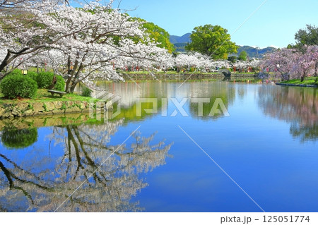 【佐賀県】晴天の小城公園の満開の桜 125051774