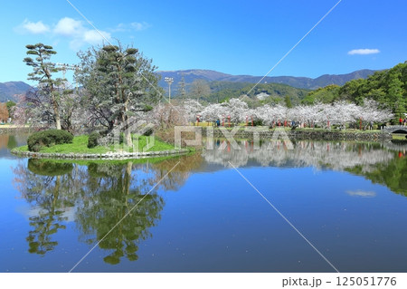 【佐賀県】晴天の小城公園の満開の桜 125051776