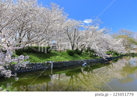 【佐賀県】晴天の小城公園の満開の桜 125051779