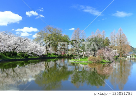 【佐賀県】晴天の小城公園の満開の桜 125051783