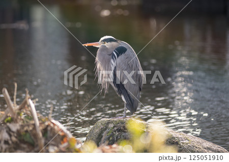 Grey Heron standing on a rock. Grey Heron standing on a rock. 125051910