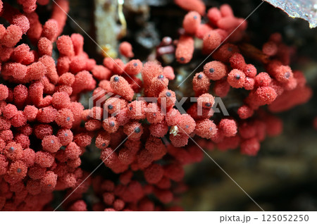 林内でもよく普通種、目立つ赤煉瓦色の小さな毛玉集合体のようなウツボホコリ茸(自然環境下マクロ撮影) 林内でもよく普通種、目立つ赤煉瓦色の小さな毛玉集合体のようなウツボホコリ茸(自然環境下マクロ撮影) 125052250