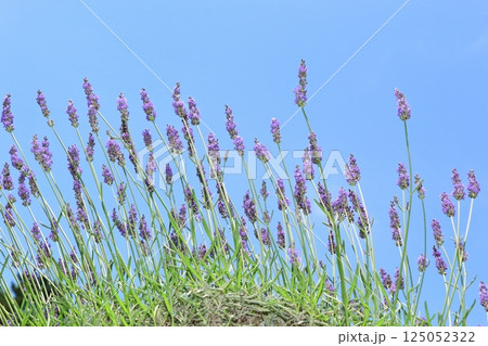 ラベンダー青空に咲く 125052322