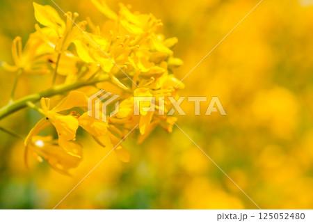 黄色い菜の花とても素敵 125052480