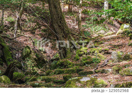春日山原始林　奈良市 125052568