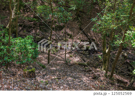 春日山原始林　奈良市 125052569