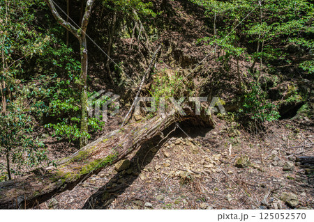 春日山原始林　奈良市 125052570