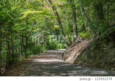 春日山原始林のハイキングコース 奈良市 春日山原始林のハイキングコース 奈良市 125052574