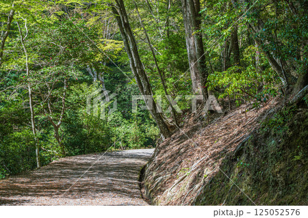 春日山原始林のハイキングコース 奈良市 春日山原始林のハイキングコース 奈良市 125052576