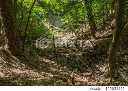 春日山原始林　奈良市 125052581