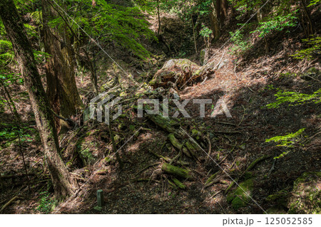 春日山原始林　奈良市 125052585