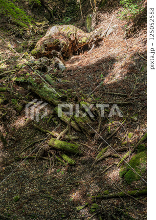 春日山原始林 大木の切り株 奈良市 春日山原始林 大木の切り株 奈良市 125052588