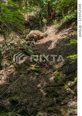春日山原始林　奈良市 125052589