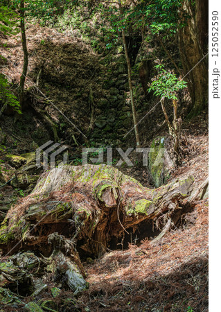 春日山原始林　大木の切り株　奈良市 125052590