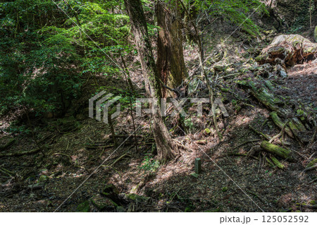 春日山原始林　奈良市 125052592