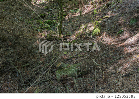 春日山原始林　奈良市 125052595