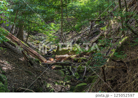 春日山原始林　奈良市 125052597