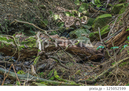 春日山原始林　奈良市 125052599