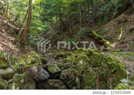 春日山原始林 奈良市 春日山原始林 奈良市 125052600