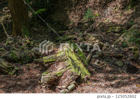 春日山原始林　大木の切り株　奈良市 125052602