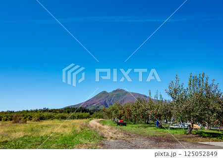 【青森県弘前市りんご】岩木山麓津軽の秋、りんご園は収穫中 125052849