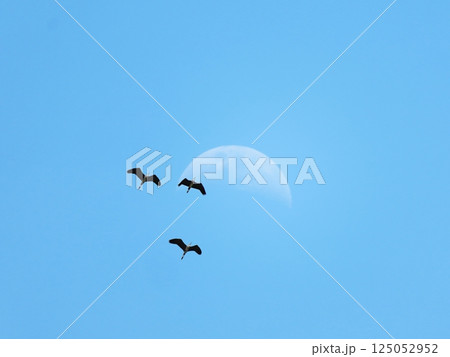 the blue sky, the moon, and the bird the blue sky, the moon, and the bird 125052952