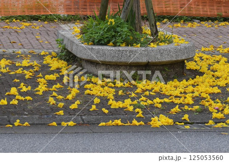 歩道に落ちたコガネノウゼンの花 125053560