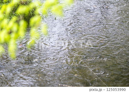 公園の池に広がる雨の波紋 公園の池に広がる雨の波紋 125053990