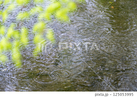 公園の池に広がる雨の波紋 125053995