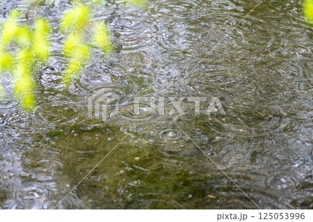 公園の池に広がる雨の波紋 125053996